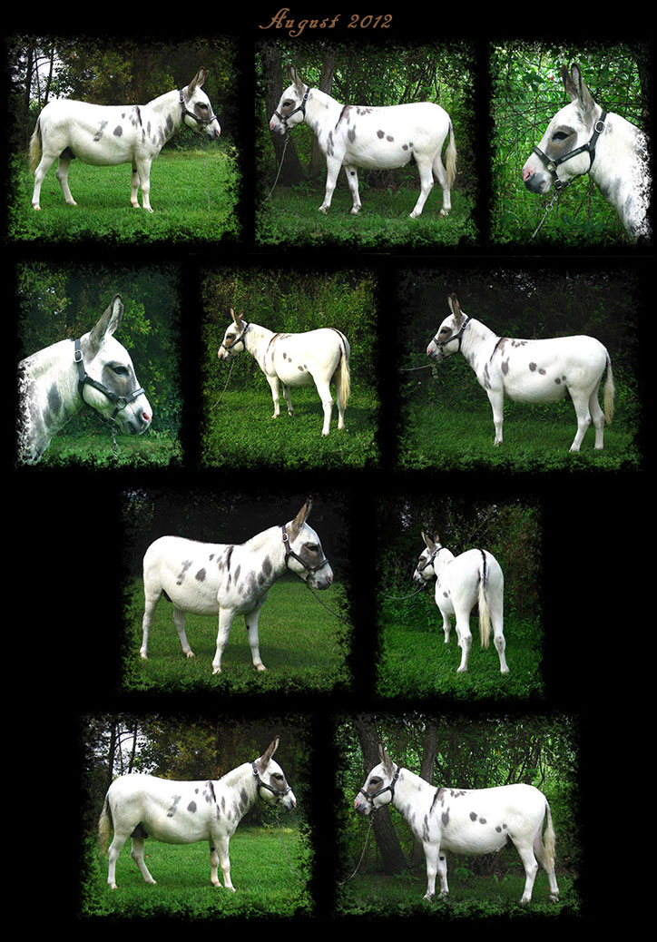 Critter Haven Farm Miniature Donkeys